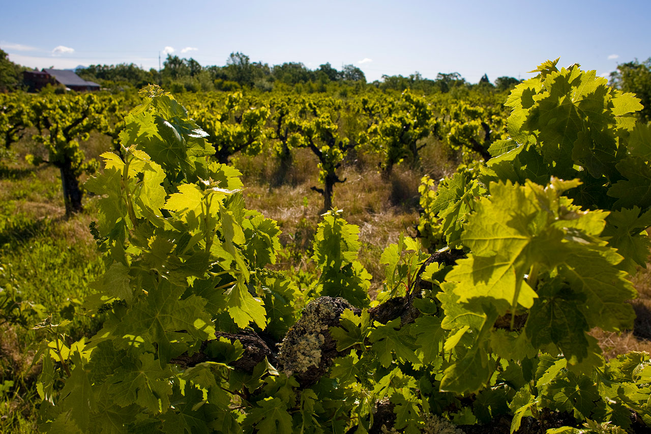 Quarry Heights Vineyard